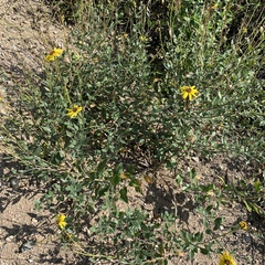 Encelia californica
