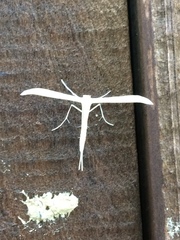 Hellinsia homodactylus