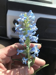 Penstemon angustifolius