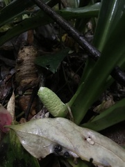 Rohdea japonica, photograph author not stated, no rights reserved