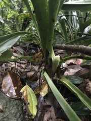Rohdea japonica, photograph author not stated, no rights reserved