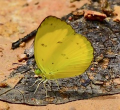 Eurema nicevillei