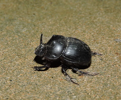 Catharsius pithecius