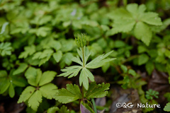 Eranthis stellata, photograph (c) Wang.QG, some rights reserved (CC BY)