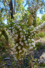Hakea ruscifolia