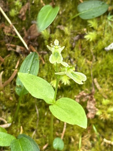 Image of Neottia borealis by no rights reserved