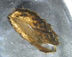 Mytilopsis leucophaeata