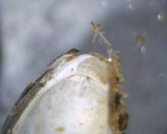 Mytilopsis leucophaeata