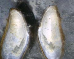 Mytilopsis leucophaeata