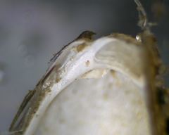 Mytilopsis leucophaeata