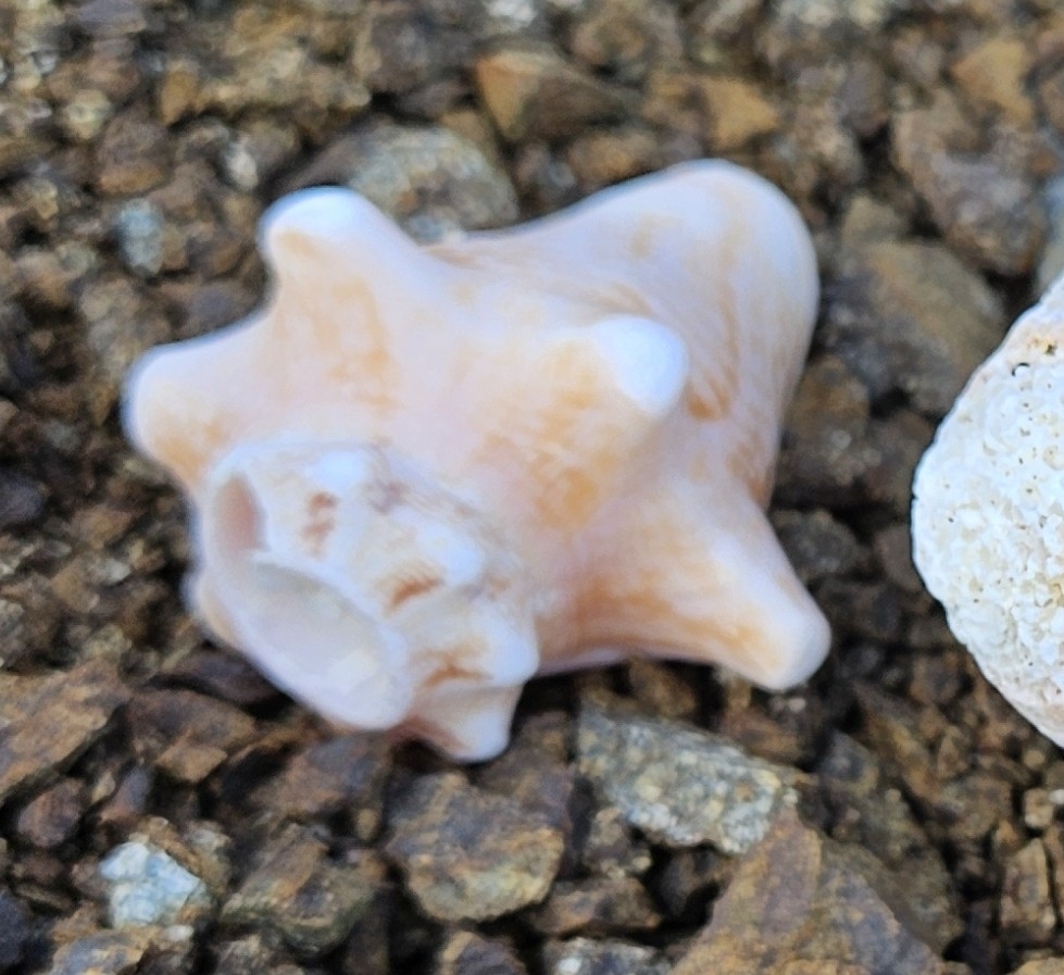 Queen Conch from 8MHM+5VM, Flamenco, Culebra 00775, Puerto Rico on July ...
