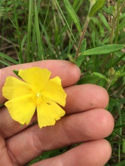Crocanthemum canadense