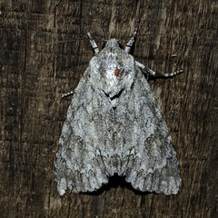 Acronicta americana
