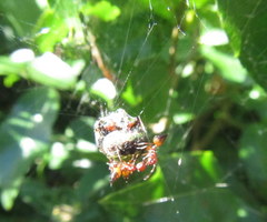Crematogaster castanea
