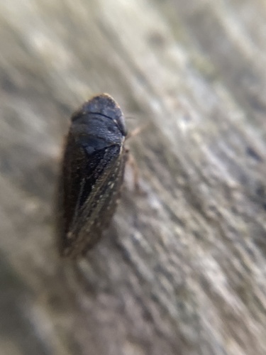 Anoscopus limicola