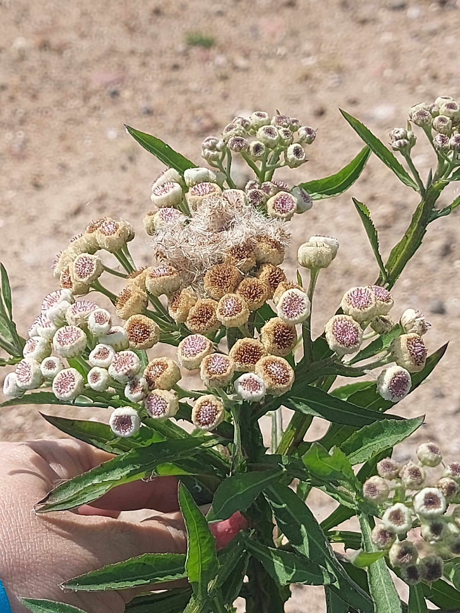 Pluchea sagittalis