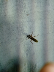 Mantoididae