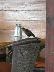 Quiscalus lugubris