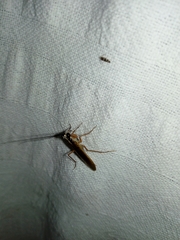 Mantoididae
