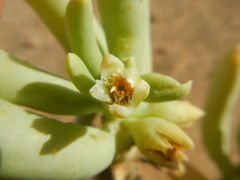 Augea capensis