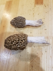Morchella americana