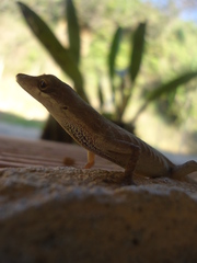 Anolis mariarum