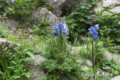 Meconopsis horridula, photograph (c) Wang.QG, some rights reserved (CC BY)