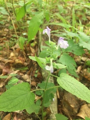 Scutellaria ovata