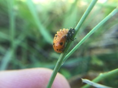Coccinellidae