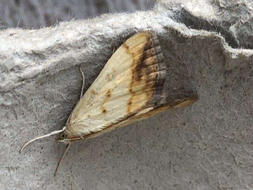 Marbled Yellow Pearl, Pijlkruidkreek, Leiderdorp, Zuid-Holland, NL, photo 8 of 10