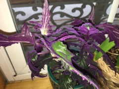 Gynura