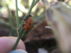 Coccinellidae