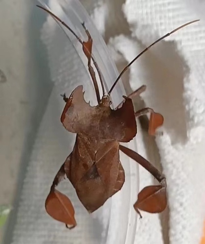 Phyllomictis chinensis