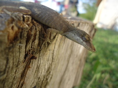 Anolis mariarum