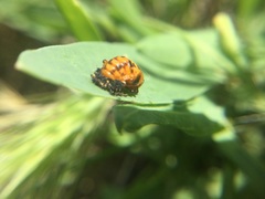 Coccinellidae