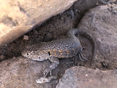 Liolaemus atacamensis