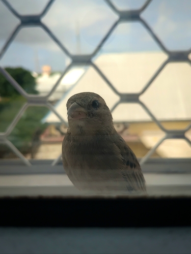 House Sparrow