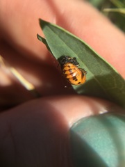 Coccinellidae