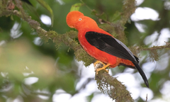 Andean Cock-Of-The-Rock photo 5