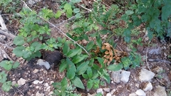 Lithospermum helleri