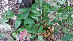 Lithospermum helleri