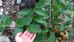 Lithospermum helleri