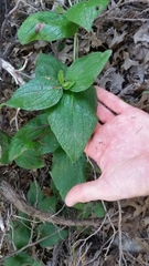 Lithospermum helleri
