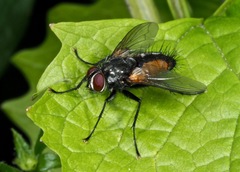 Thelaira nigripes