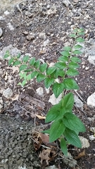 Lithospermum helleri