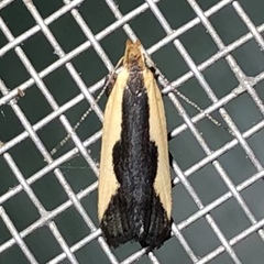Dichomeris inserrata