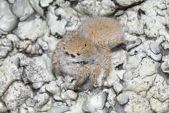 Aelurillus luctuosus