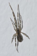Episinus maculipes