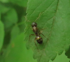 Camponotus subbarbatus