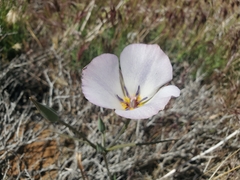 Calochortus invenustus